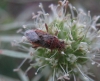 Rhopalus cf. parumpunctatus Rhopalus cf. parumpunctatus
