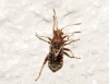 Rhopalus conspersus/distinctus Rhopalus conspersus/distinctus