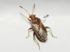 Rhopalus conspersus/distinctus Rhopalus conspersus/distinctus