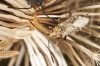 Stictopleurus punctatonervosus Stictopleurus punctatonervosus