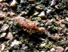 Belonochilus numenius Belonochilus numenius