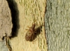 Belonochilus numenius Belonochilus numenius