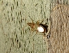 Belonochilus numenius Belonochilus numenius