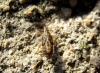 Belonochilus numenius Belonochilus numenius