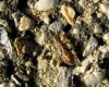 Belonochilus numenius Belonochilus numenius