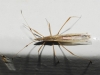Berytinus sp. Berytinus sp.