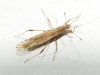 Berytinus sp. Berytinus sp.