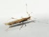Berytinus sp. Berytinus sp.