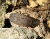 Emblethis sp.