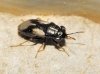 Geocoris lineola Geocoris lineola