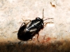 Geocoris lineola Geocoris lineola