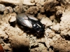 Geocoris lineola Geocoris lineola