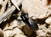 Geocoris lineola Geocoris lineola