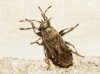 Heterogaster cathariae