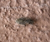 Heterogaster urticae