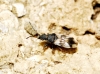 Macroplax fasciata Macroplax fasciata