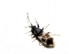 Macroplax fasciata Macroplax fasciata