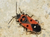 Melanocoryphus albomaculatus Melanocoryphus albomaculatus