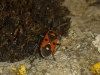Melanocoryphus albomaculatus Melanocoryphus albomaculatus