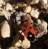 Melanocoryphus albomaculatus Melanocoryphus albomaculatus