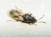 Metopoplax fuscinervis