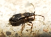 Notochilus crassicornis Notochilus crassicornis