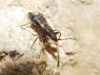 Notochilus crassicornis Notochilus crassicornis