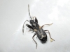 Notochilus crassicornis Notochilus crassicornis