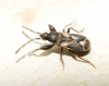Notochilus crassicornis