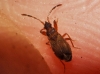 Notochilus limbatus Notochilus limbatus