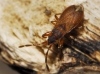 Notochilus limbatus Notochilus limbatus