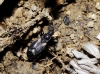 Notochilus crassicornis Notochilus crassicornis