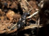 Notochilus crassicornis Notochilus crassicornis