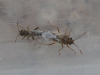 Nysius sp. Nysius sp.