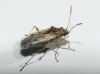 Nysius sp. Nysius sp.