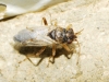 Nysius sp. Nysius sp.
