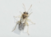 Nysius sp. Nysius sp.