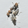 Nysius sp. Nysius sp.
