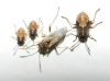 Nysius sp. Nysius sp.