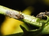 Nysius sp. Nysius sp.