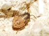Nysius sp. Nysius sp.