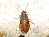 Nysius sp. Nysius sp.
