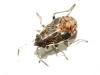 Nysius sp. Nysius sp.