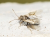 Nysius sp. Nysius sp.