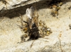 Nysius sp. Nysius sp.