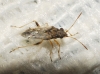 Nysius sp. Nysius sp.