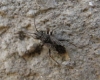 Nysius sp. Nysius sp.