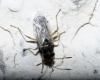 Nysius sp. Nysius sp.