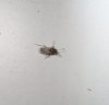 Nysius sp. Nysius sp.
