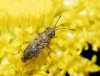 Nysius sp. Nysius sp.